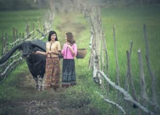 İki taraflı ağaç çitlerden oluşan çimenli doğal bir yolun ortasında iki genç kadın ayakta  duruyor. Kadınlar uzun, siyah ve kahverengi ağırlıklı renklerde desenli etek giymişler. Üzerlerinde pembe ve sarı bluz var. Bir kadının omuzunda odundan uzun bir değnek ve ucunda örgü bir sepet var. Diğer kadının yanında siyah bir inek   var ve ineğin boynundaki ipliğin ucunu kadın tutuyor.