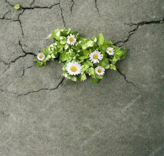 Çatlamış gri bir beton yüzeyin ortasında büyüyen papatyalar, yeşil yapraklarla çevrili ve beyaz yaprakları ile sarı merkezleri olan çiçeklerden oluşuyor. Çatlaklar, beton yüzeyde doğal bir desen oluşturmuş ve papatyalar bu çatlakların arasından çıkmış.